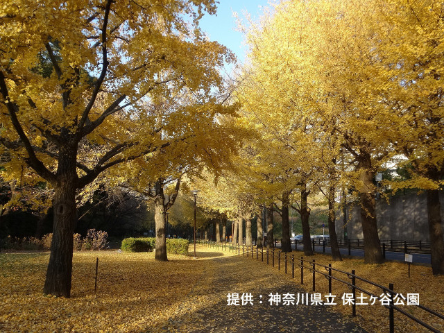 県立保土ケ谷公園（紅葉）